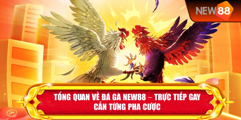 Tổng Quan Về Đá Gà New88 – Trực Tiếp Gay Cấn Từng Pha Cược